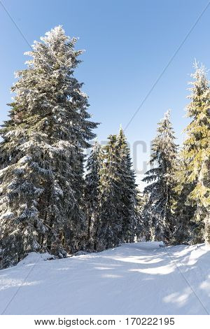 Amazing winter and snow  in the forest  mountains