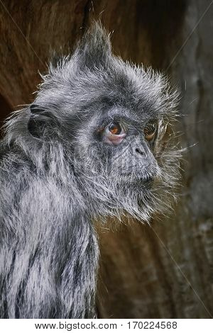 Silvered Leaf Monkey