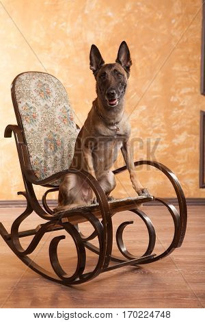 Happy Dog malinois on the rocking chair