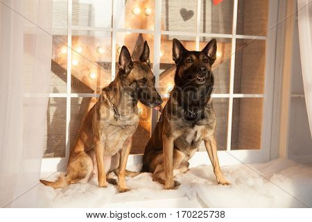 Two happy malinois dogs sitting on background