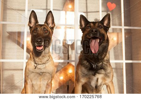 Two happy malinois dogs sitting on background