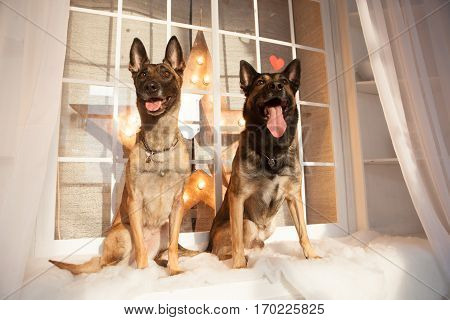 Two happy malinois dogs sitting on background