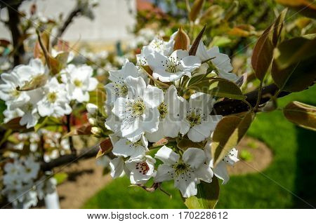 Beautiful white Pear blossom , spring time, in a garden