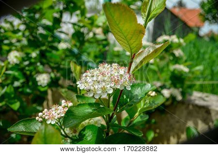 Aronia blossom, beautiful spring time, in a garden