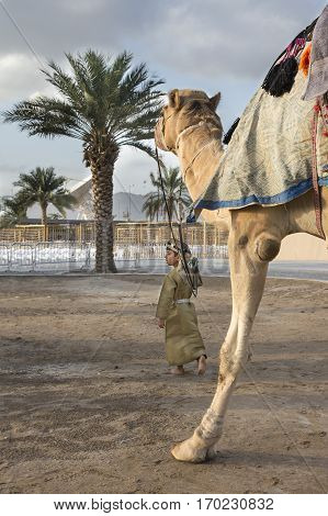 Muscat Oman February 4th 2017: young omani boy in traditional clothing walking with a camel