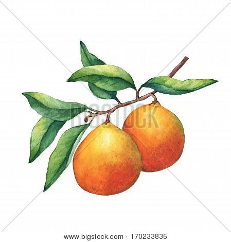 Fresh citrus fruit oranges on a branch with fruits and green leaves. Hand drawn watercolor painting on white background.