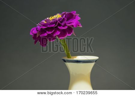 Zinnias in a Vase and the bkack background