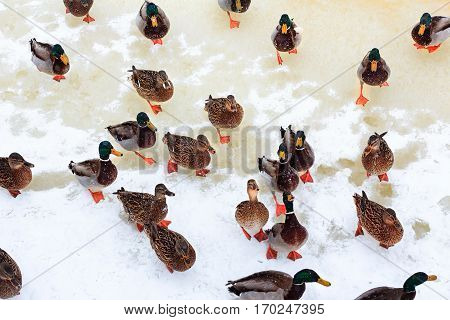 Hungry ducks on snow surface of frozen river in winter.