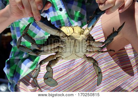 Caught Live Male Blue Crab In Child's Hands