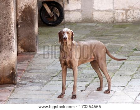 Beautiful weimaraner dog at the street of Venice