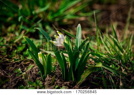 Beautiful wild flowers in the garden at springtime