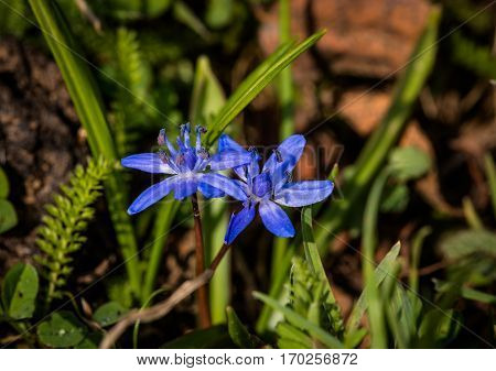 Beautiful wild flowers in the garden at springtime