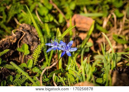 Beautiful wild flowers in the garden at springtime