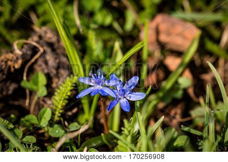 Beautiful wild flowers in the garden at springtime