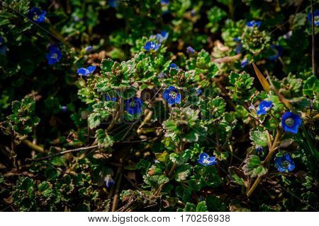 Beautiful wild flowers in the garden at springtime