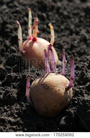Germinated potato on the ground macro image