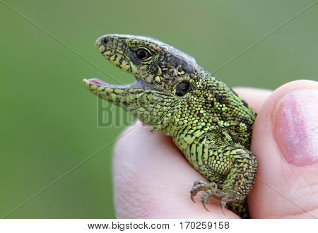 Male sand lizard (Lacerta agilis) in a hand