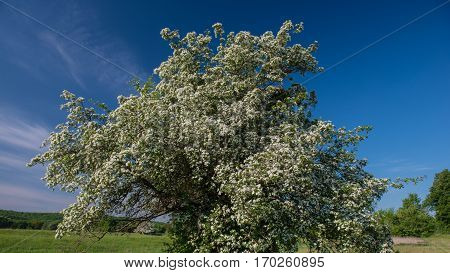 flowering hawthorn tree on a background of blue sky spring rural landscape