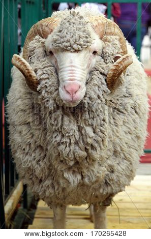 Portrait Of White Ram (soviet Merino Breed)