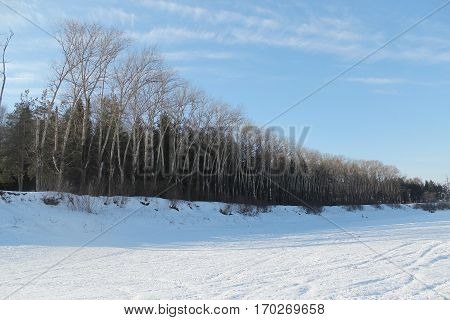 roadside lombardy poplars with yellow leaves at autumn