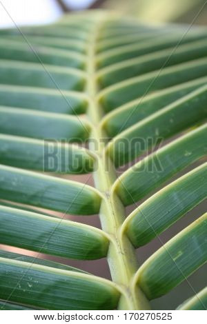 palm leaf which is on the shore of the ocean