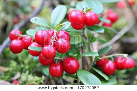cranberries on a branch with leaves in the forest ripe berries