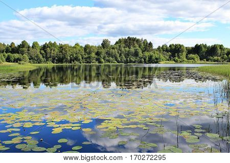 Forest Lake with water lilies summer sun day
