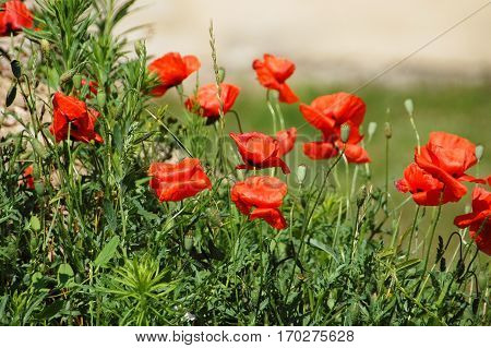 Red Poppy Flower