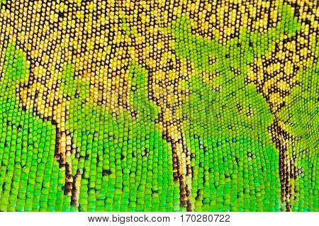 one green iguana lizard .reptile texture skin closeup