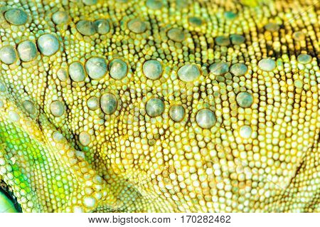 one green iguana lizard .reptile texture skin closeup