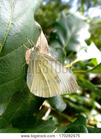 Photo of the wood white butterfly sitting on a leaf