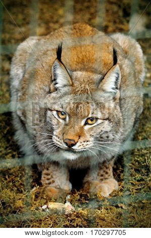 lynx big cat smart animal in cage