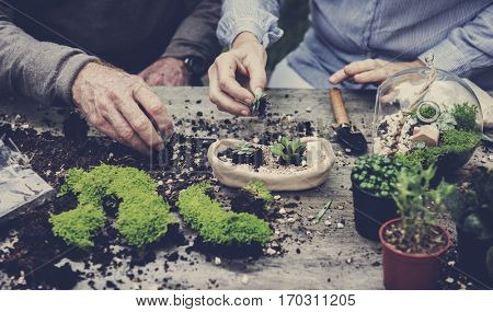 Botanical Environment Greenery Pottery Nature