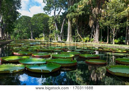 Giant water lilly. Victoria amazonica.
