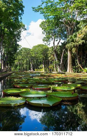 Giant water lilly. Victoria amazonica.
