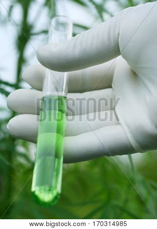 Cannabis extract in test tube holding by scientist