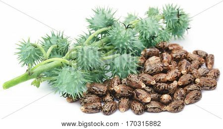 Dry and green castor beans over white background