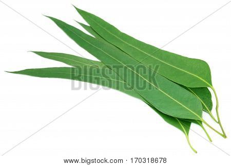 Eucalyptus leaves of medicinal value over white background