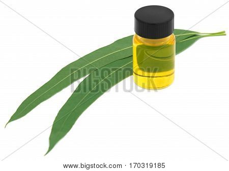Eucalyptus Oil with leaves over white background