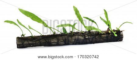 Java fern tied in bogwood over white background