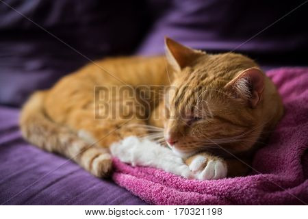 Adorable Ginger Cat Sleep Over Towel on the Couch
