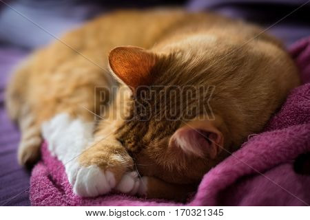 Adorable Ginger Cat Sleep Over Towel on the Couch