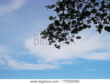Shadow below the sky on day bright sky.