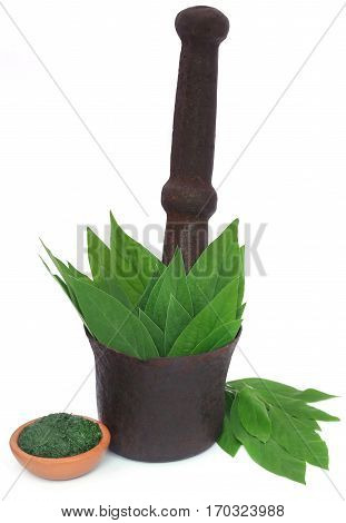 Medicinal pigeon pea leaves in a vintage mortar over white background