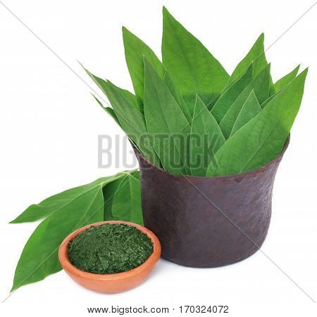Medicinal pigeon pea leaves with ground paste in a vintage mortar over white background