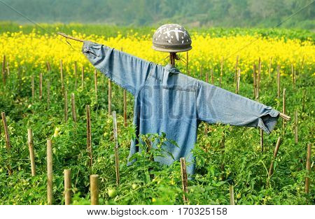 Close up of Scarecrow in rural area of Bangladesh