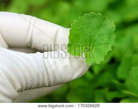 Close up of Picking Thankuni leaves in a garden