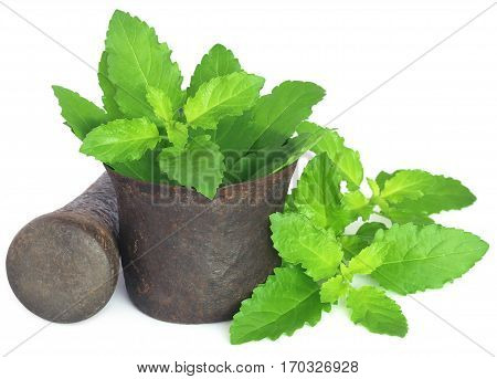 Holy basil or tulsi leaves in a vintage mortar over white background