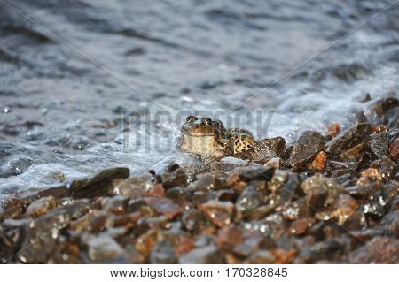 Frog In Tidal Wave