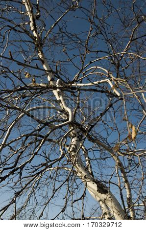 Birch naked branches on the background of blue sky. Spring